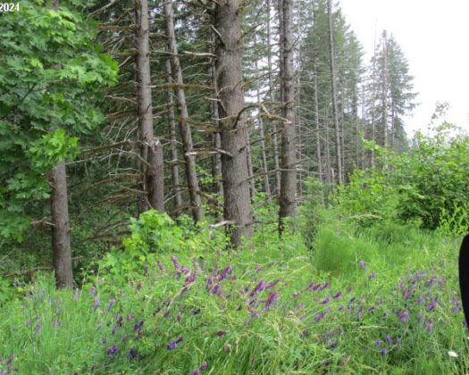 0 NW Fairdale RD, Yamhill, OR 97148